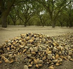 Almonds on ground on farm in Salida, Stanislaus County (Photo by Modesto Bee)